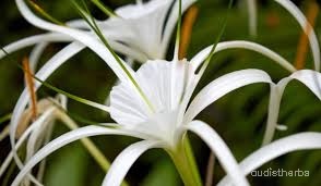 Crinum asiaticum flower4.jpg